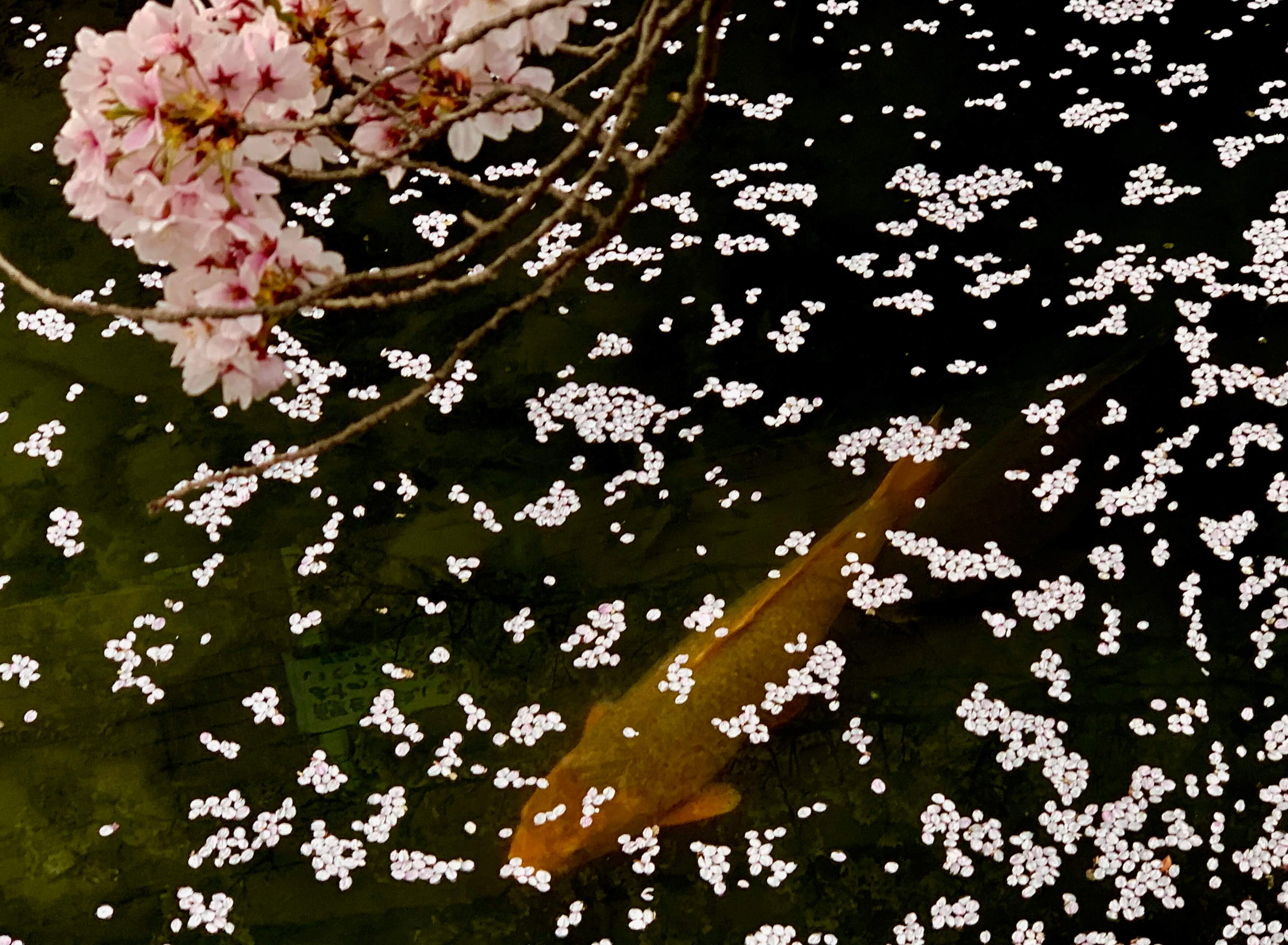 が 散る 桜